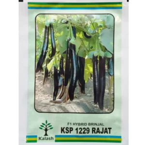 KSP-1229 Rajat Kalash Brinjal Seeds