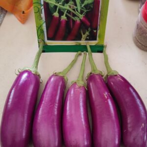 KAVERI-470 Brinjal Seeds