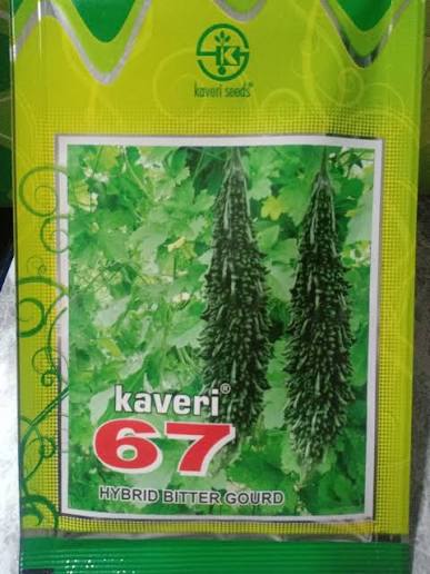 Kaveri 67 No. Bitter Gourd Seeds