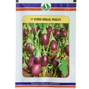 Pragati Sungrow Brinjal Seeds