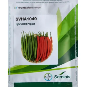SVHA 1049  Seminis(Byer) Chilli Seeds
