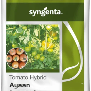 Ayaan(TO-7042) F1 HYBRID Syngenta Tomato seeds