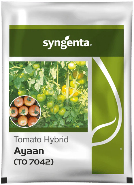 Ayaan(TO-7042) F1 HYBRID Syngenta Tomato seeds