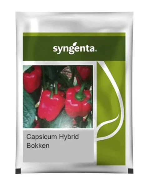 BOKKEN Syngenta Capsicum Seeds(Red Colour)