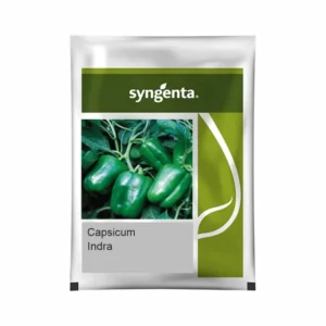 Indra Syngenta Capsicum Seeds