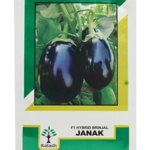 Janak Kalash Brinjal Seeds