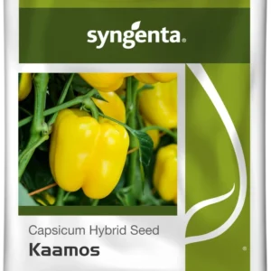 Kaamos Syngenta Capsicum Seeds(yellow Colour)