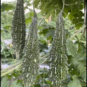 Manav Rizwan Bitter Gourd Seeds