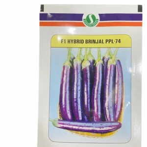 PPL-74 Sungro Binjal Seeds