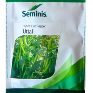 Uttal Seminis Chilli Seeds
